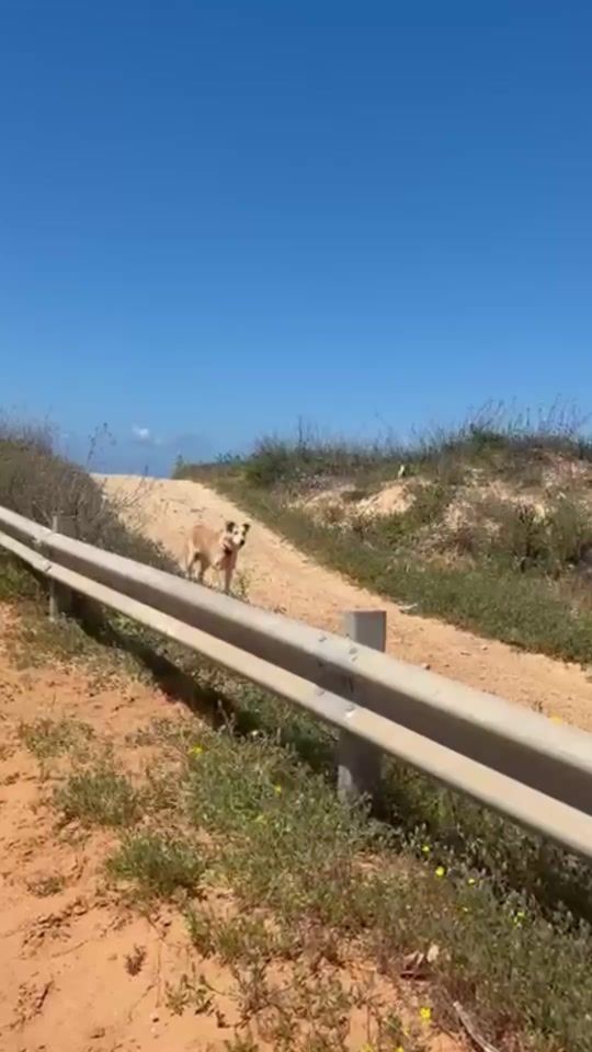 TikTok video thumbnail by shanti.farm.rescue