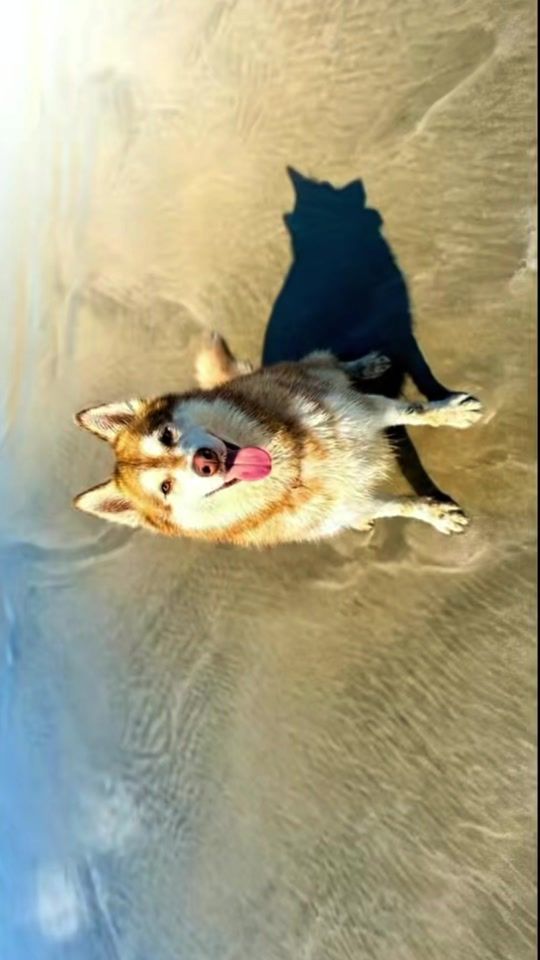 TikTok video thumbnail by gudan_ohusky