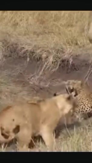 TikTok video thumbnail by wildking59