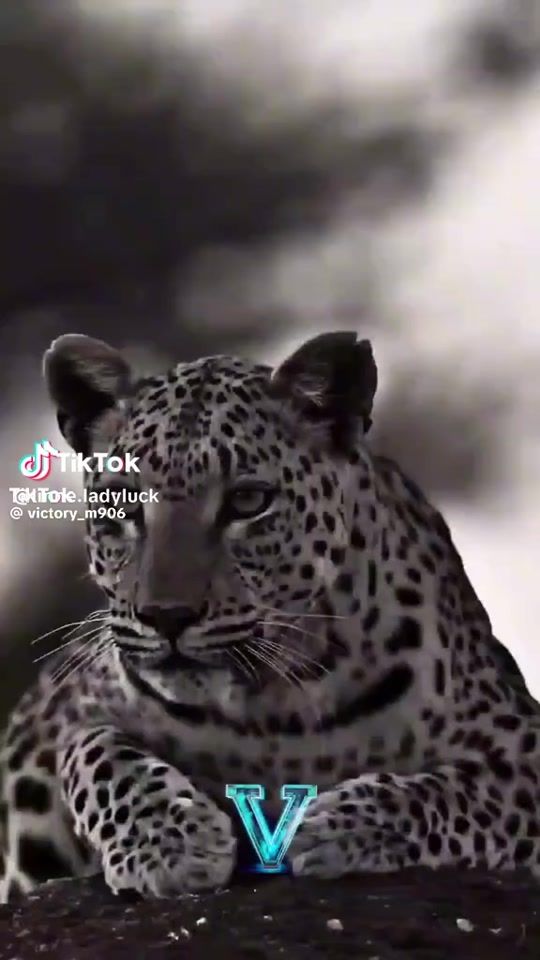 TikTok video thumbnail by fannyarlamda
