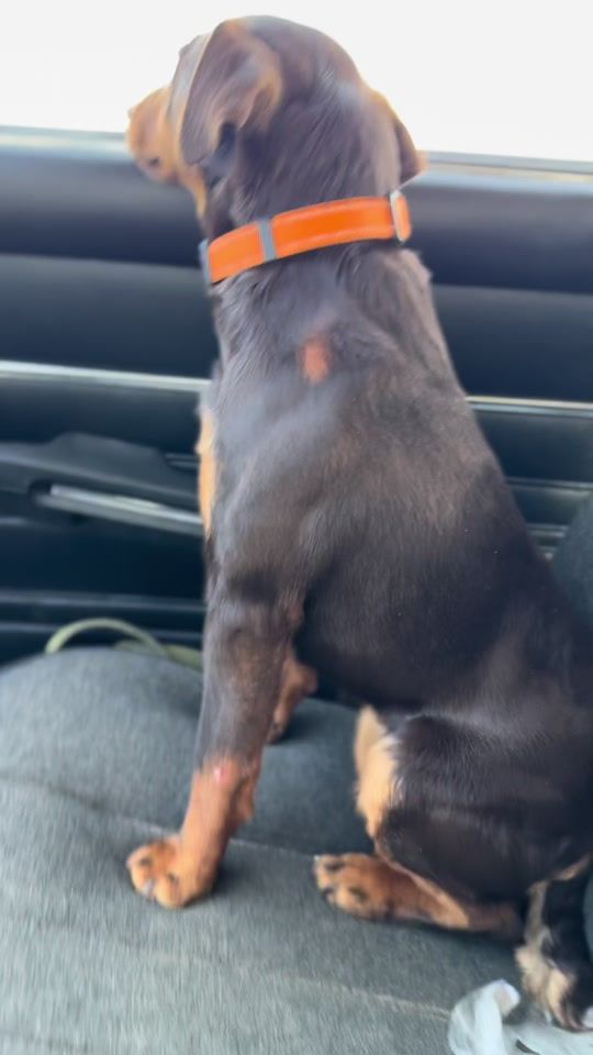 TikTok video thumbnail by mestobit