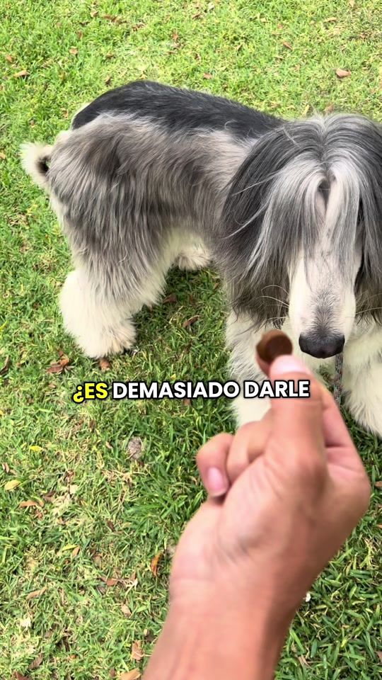 TikTok video thumbnail by royalpet.pe