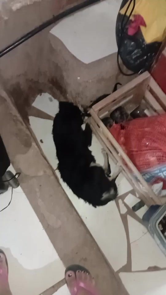 TikTok video thumbnail by carolinamareco07
