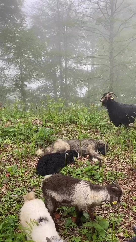 TikTok video thumbnail by aligny53