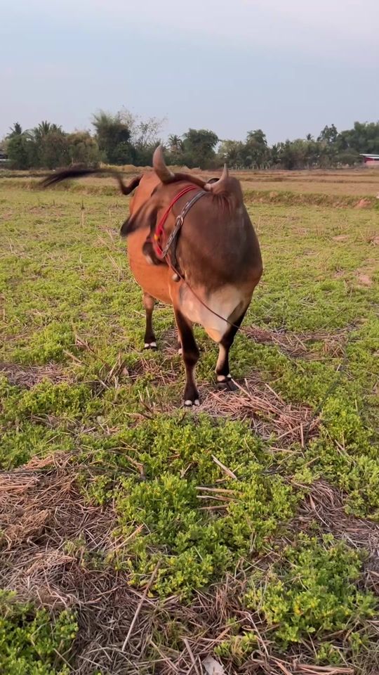 TikTok video thumbnail by premnantiphat