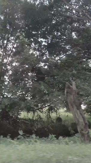 TikTok video thumbnail by userthetpingtun