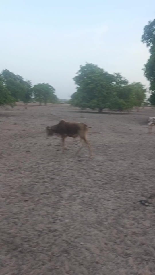 TikTok video thumbnail by thioundou.demba