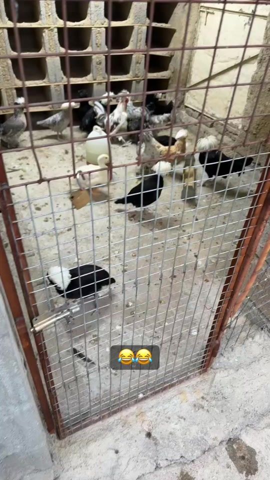 TikTok video thumbnail by karwan__azez