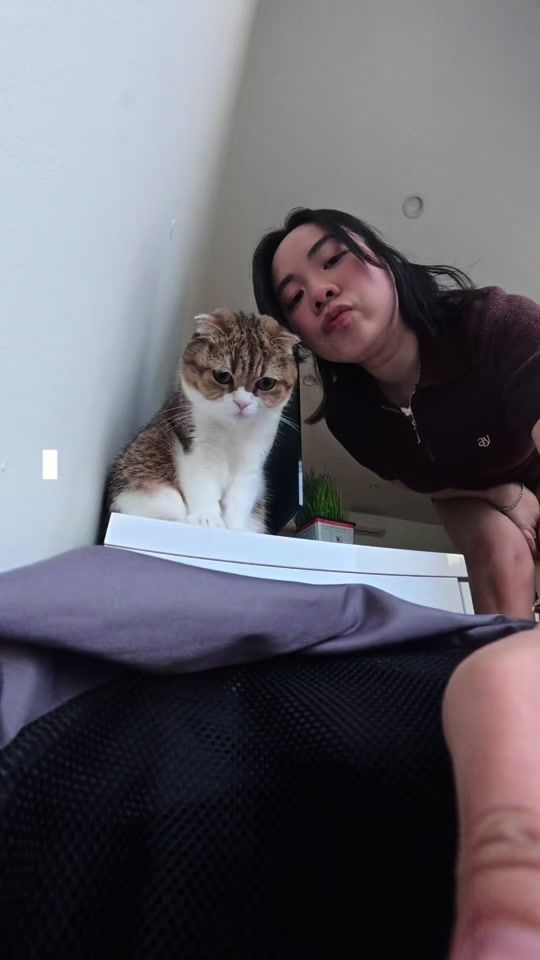 TikTok video thumbnail by phoebe.thescottishfold