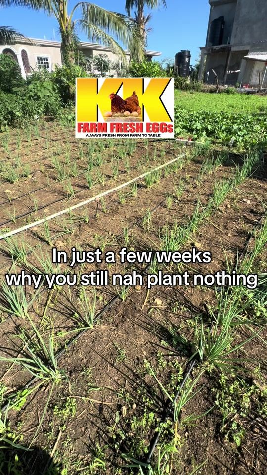 TikTok video thumbnail by kk.farm.fresh.ltd