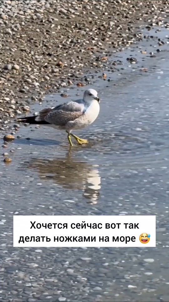 TikTok video thumbnail by zhivotnomania