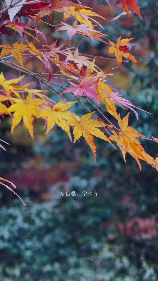TikTok video thumbnail by 81sorairo