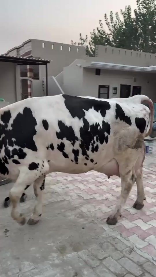 TikTok video thumbnail by cattle_gellary