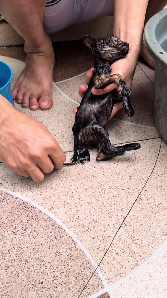 TikTok video thumbnail by kucing.yatiim