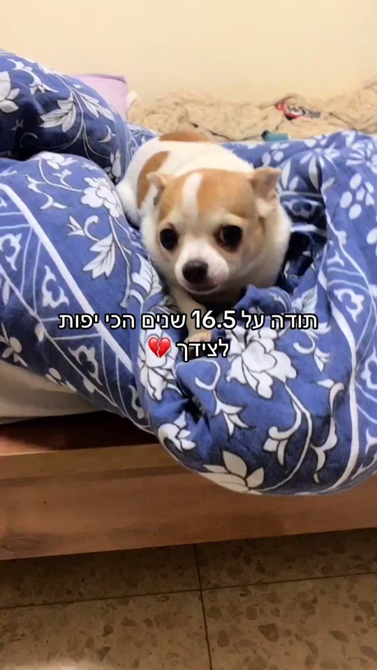 TikTok video thumbnail by moranmoalem
