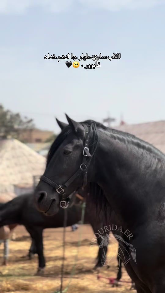 TikTok video thumbnail by tbourida.er