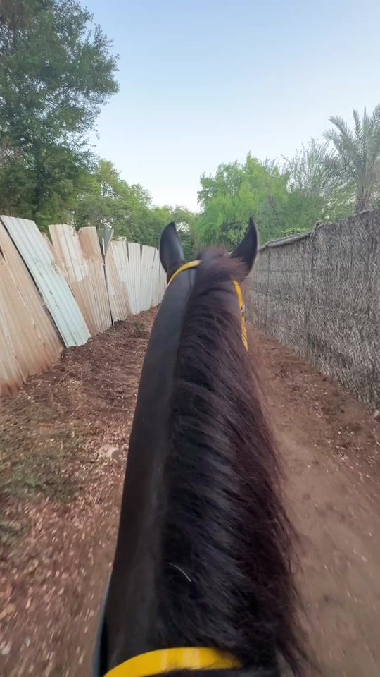 TikTok video thumbnail by horse_bh