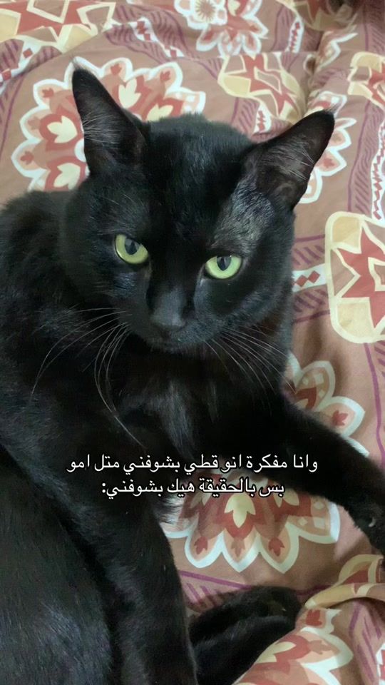 TikTok video thumbnail by fatima_nbhn