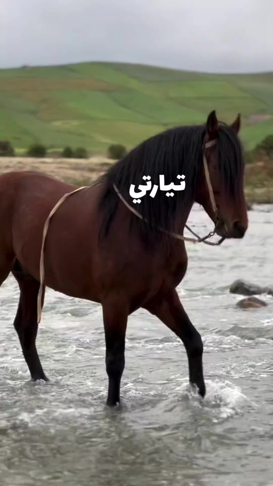 TikTok video thumbnail by abdosghir390