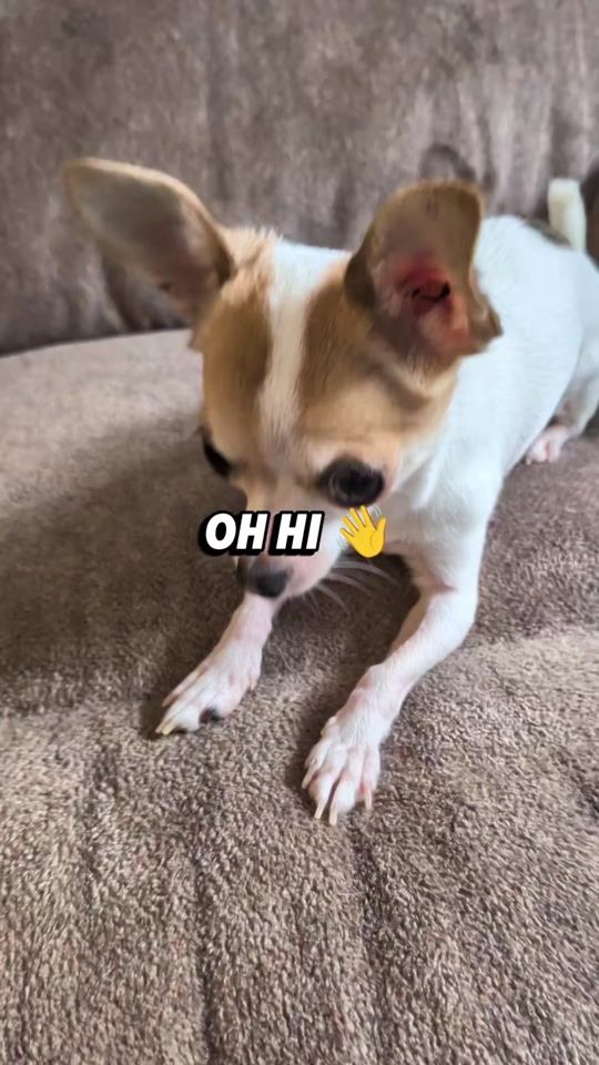 TikTok video thumbnail by frankiegusandlucy