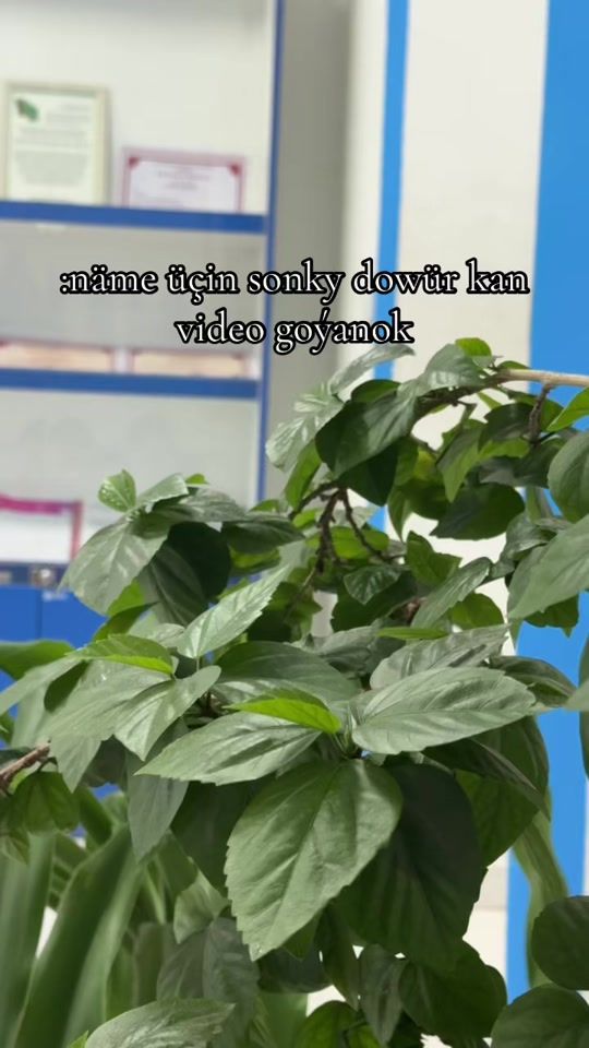 TikTok video thumbnail by ios_com_back1