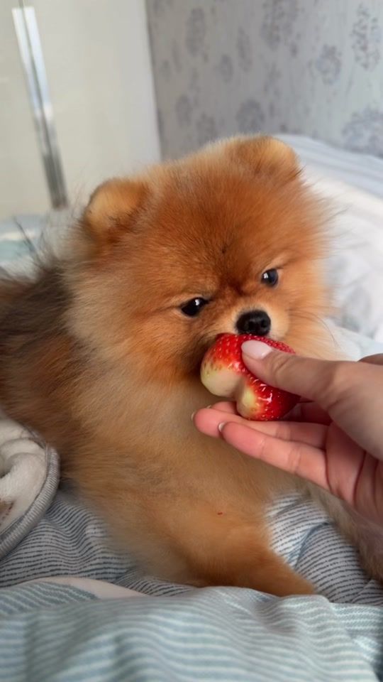TikTok video thumbnail by gino_693