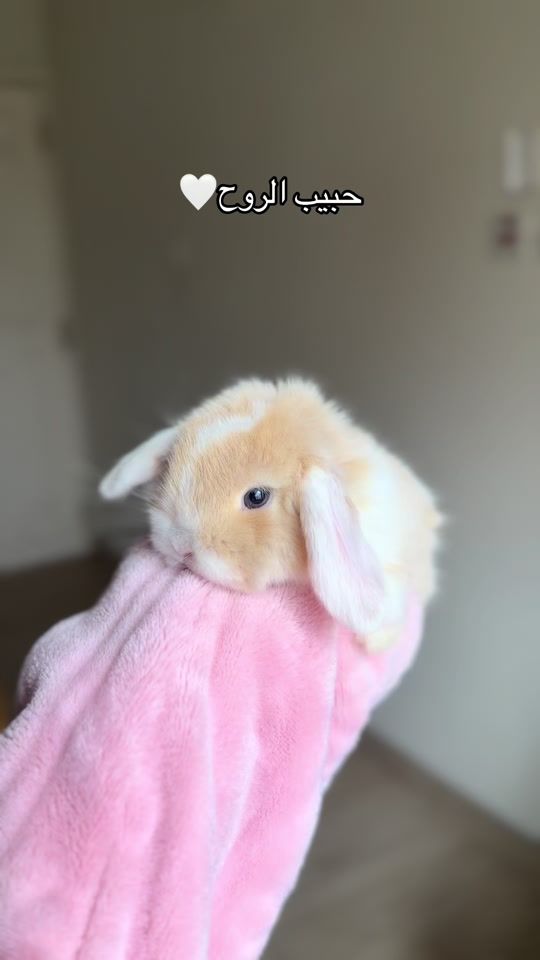 TikTok video thumbnail by rabbitqtr
