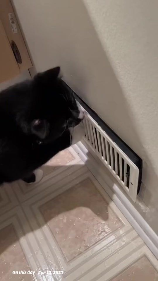 TikTok video thumbnail by kittanne_pixel