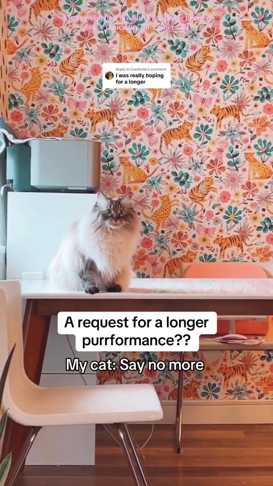 TikTok video thumbnail by mycatispeople