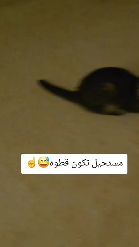 TikTok video thumbnail by luska_moroco