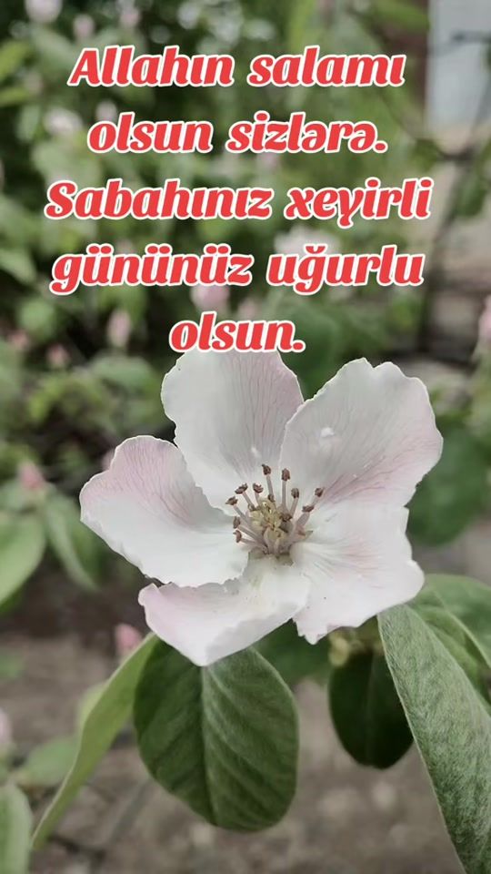TikTok video thumbnail by imam.rza