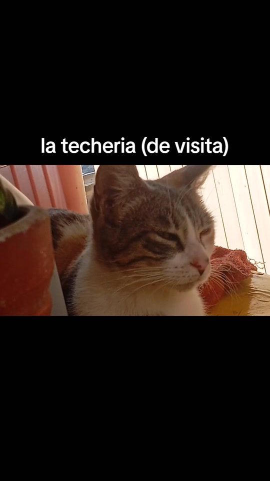 TikTok video thumbnail by thomasinismith