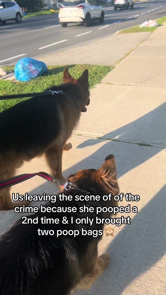 TikTok video thumbnail by ksdoggos
