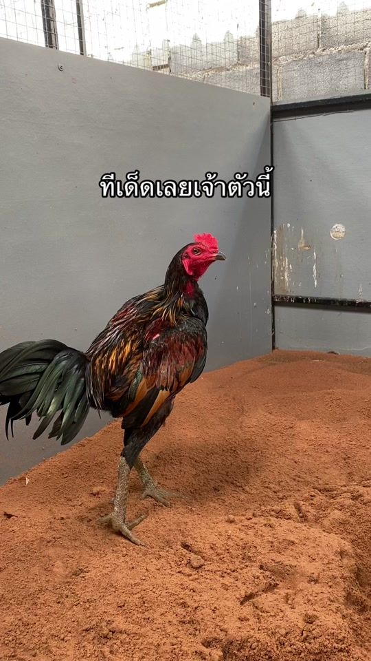 TikTok video thumbnail by rt.korat