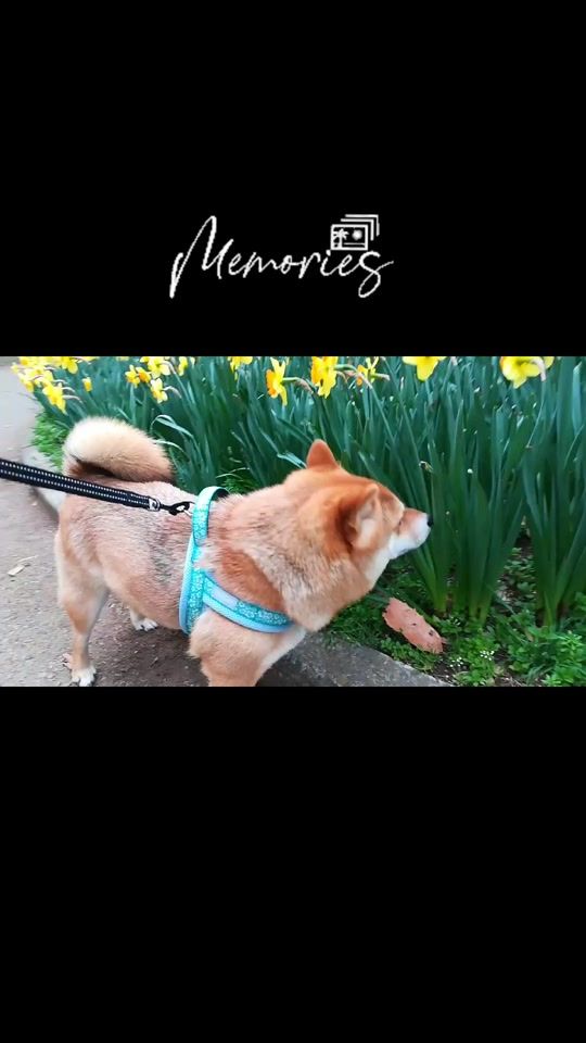 TikTok video thumbnail by shibainu_aloha