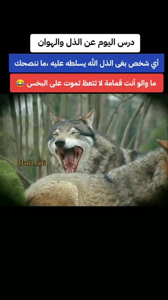 TikTok video thumbnail by ha_d_d_a_d_i