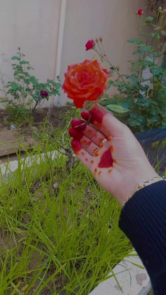 TikTok video thumbnail by fatiii_tlemcenia