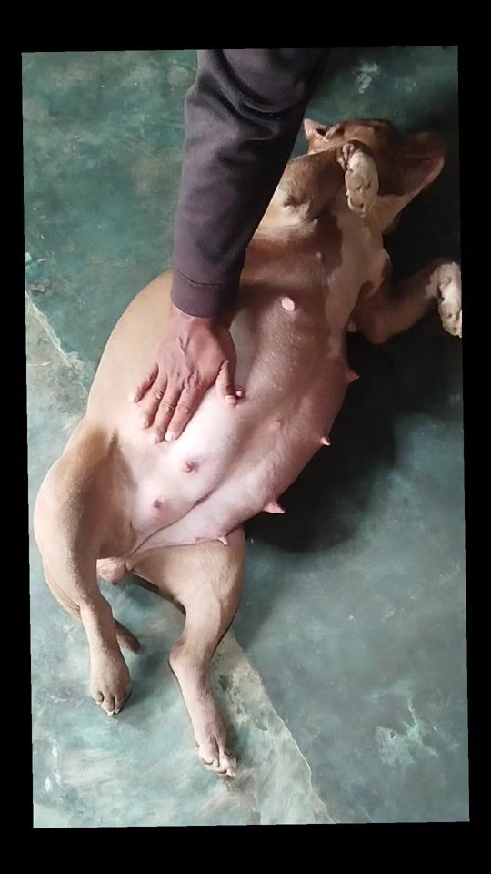 TikTok video thumbnail by mia_bulls16
