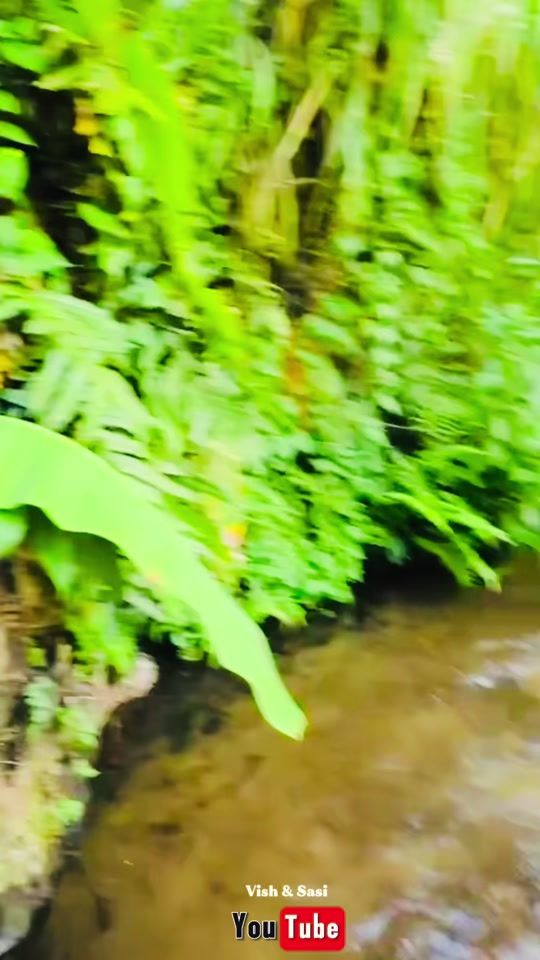 TikTok video thumbnail by vish_sasi