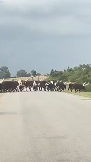 TikTok video thumbnail by ankole_cattle