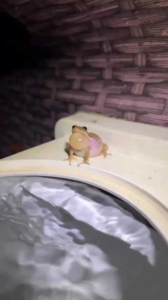 TikTok video thumbnail by wildlife.94