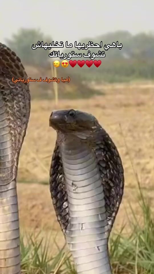 TikTok video thumbnail by engineering_54