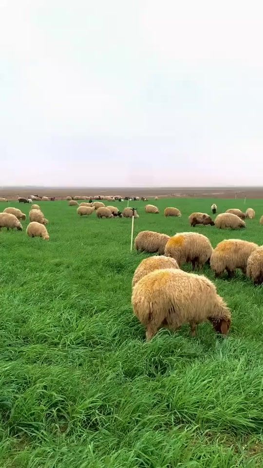 TikTok video thumbnail by f_a_r_j_