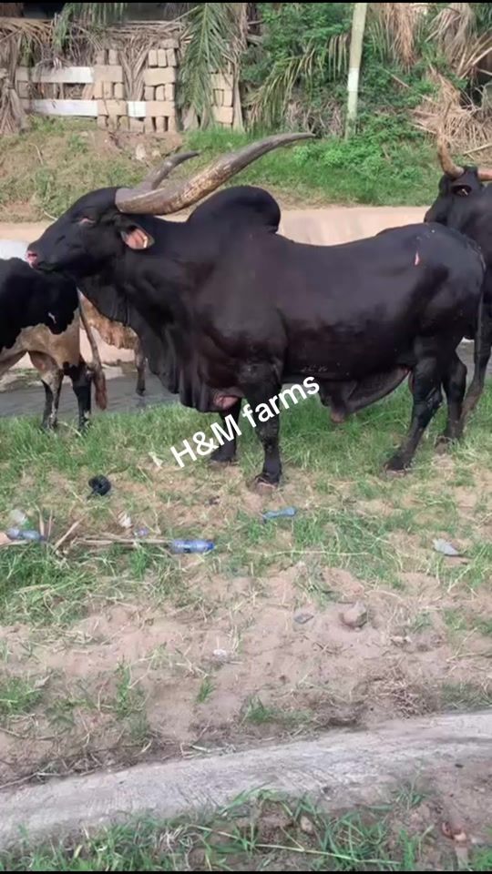 TikTok video thumbnail by hm_farms1