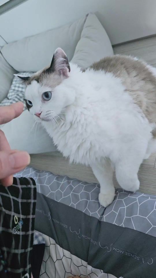 TikTok video thumbnail by thswocjf