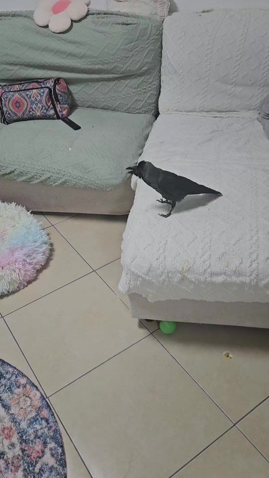 TikTok video thumbnail by crows_house