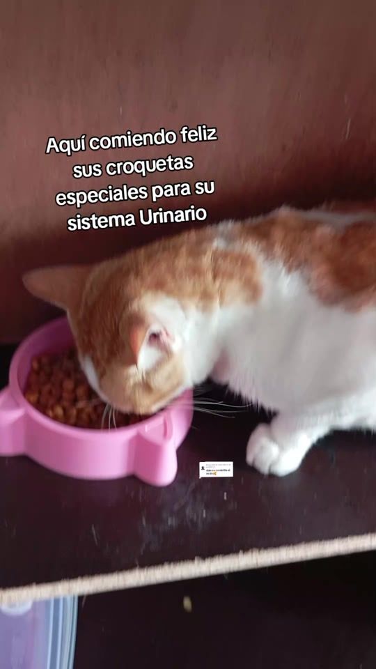TikTok video thumbnail by refugiogatoamor