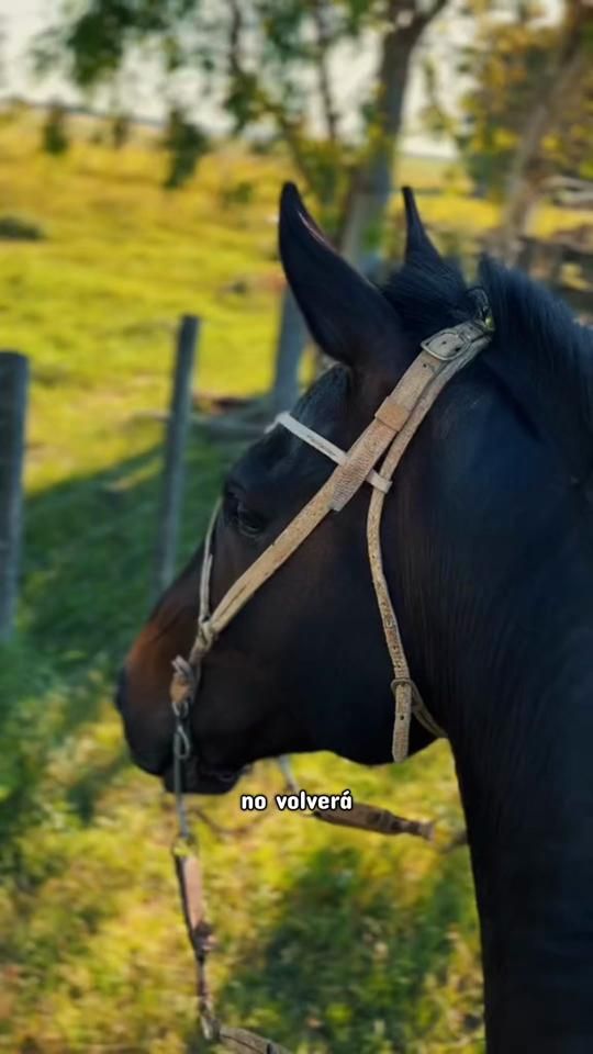 TikTok video thumbnail by alfooonsinaaa