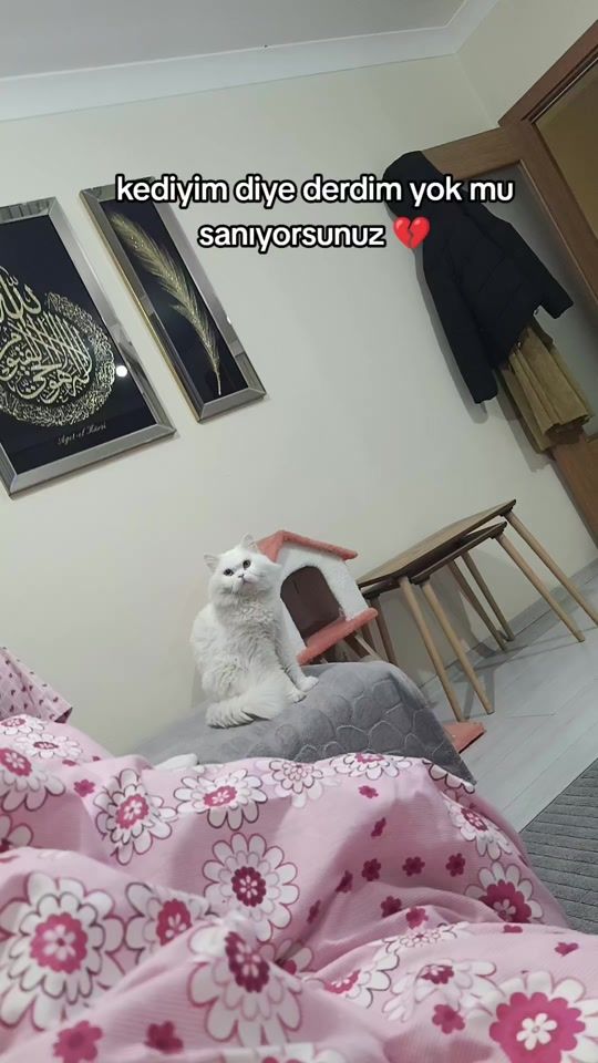 TikTok video thumbnail by umo_um