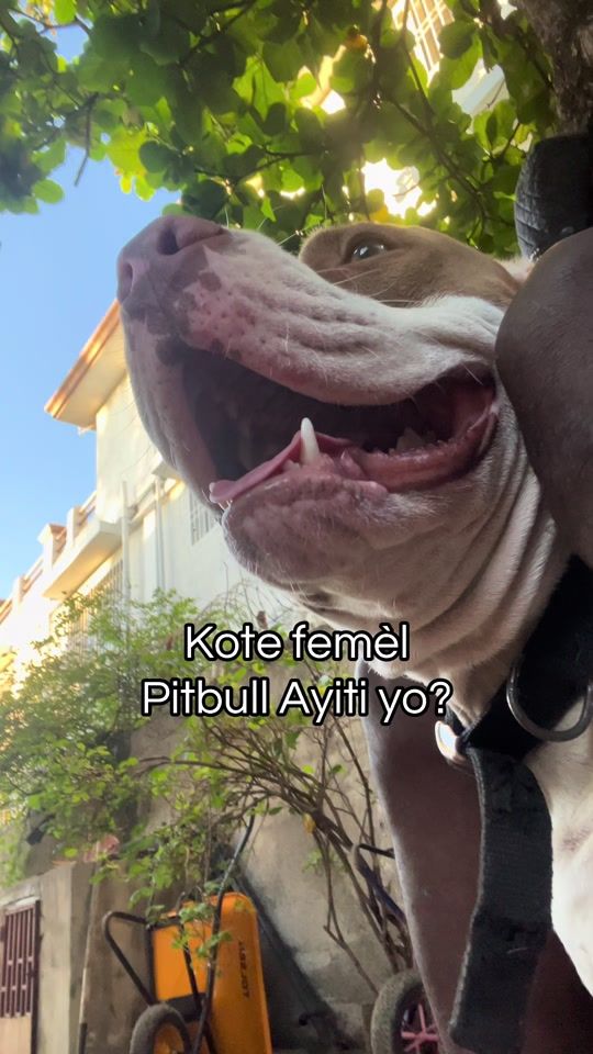 TikTok video thumbnail by kanin.ht